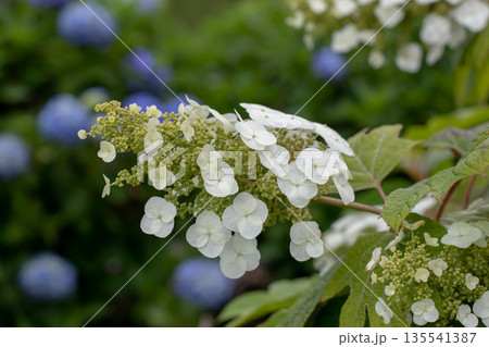 White oakleaf hydrangea flowers close up on blue bigleaf hydrangea background. Hydrangea quercifolia 135541387