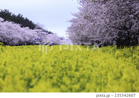 菜の花畑と桜並木が続く春の風景 菜の花畑と桜並木が続く春の風景 135542607