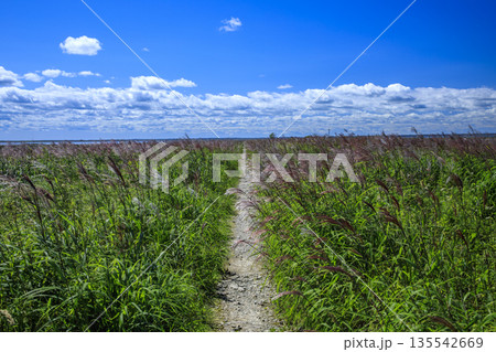 草原を抜ける一本道と青空 135542669