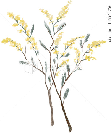ミモザ 春の訪れ 花 黄色い花 ミモザ 春の訪れ 花 黄色い花 135543756