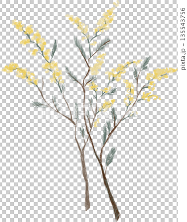 含羞草，春天的到來，黃色的花朵 135543756