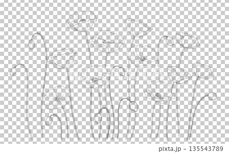 ポピーの線画 135543789