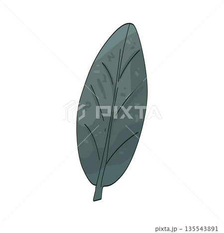 illustration of sage leaf 135543891