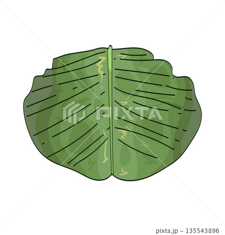 illustration of banana leaf illustration of banana leaf 135543896