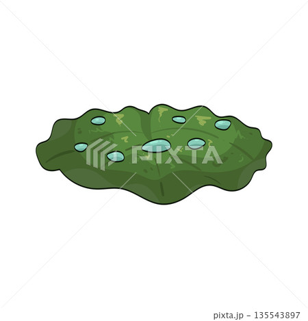 illustration of lotus leaf 135543897