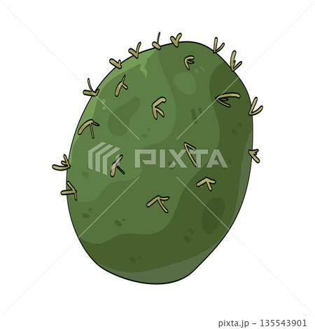 illustration of cactus leaf illustration of cactus leaf 135543901