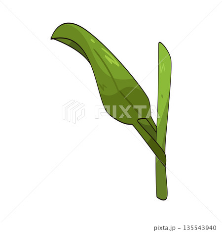 illustration of grass leaf illustration of grass leaf 135543940
