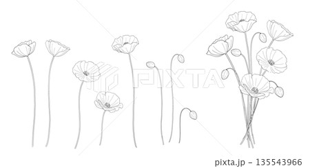 ポピーの花束　線画セット 135543966