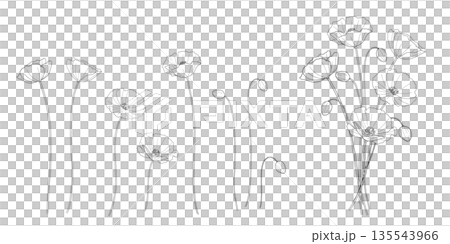 ポピーの花束　線画セット 135543966