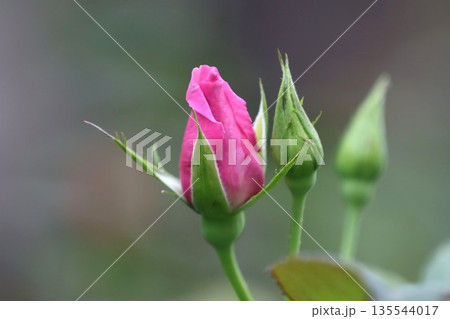 開花まじかのピンクのバラと二輪のつぼみ 開花まじかのピンクのバラと二輪のつぼみ 135544017
