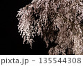 夜にライトアップされたしだれ桜 135544308