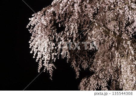 夜にライトアップされたしだれ桜 夜にライトアップされたしだれ桜 135544308