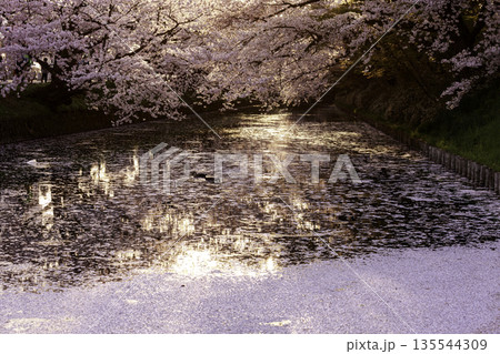 川沿いに咲く桜並木と水面の花びら 135544309