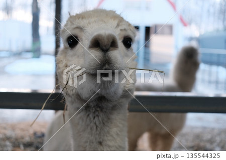 Close-up portrait of an alpaca eating hay Close-up portrait of an alpaca eating hay 135544325