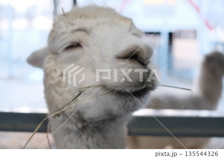 Alpaca chewing hay with eyes closed 135544326