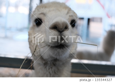 Alpaca nose close-up while eating hay 135544327