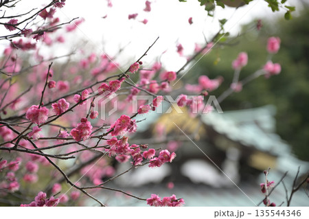 古寺に咲く紅梅 古寺に咲く紅梅 135544346