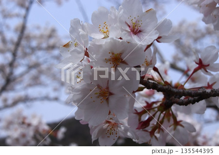 桜 135544395