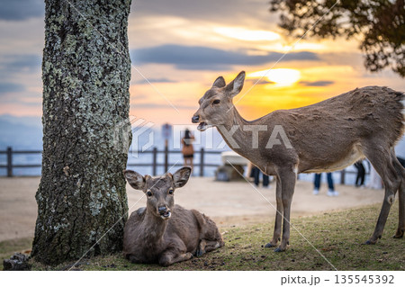 【秋】奈良公園　若草山の鹿【夕景】 135545392
