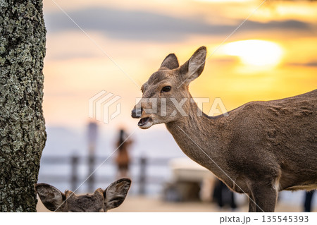 【秋】奈良公園　若草山の鹿【夕景】 135545393