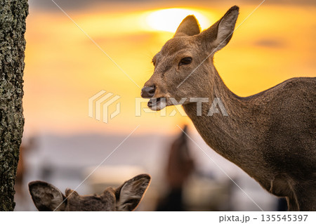 【秋】奈良公園　若草山の鹿【夕景】 135545397