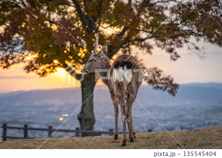 【秋】奈良公園 若草山の鹿【夕景】 【秋】奈良公園 若草山の鹿【夕景】 135545404
