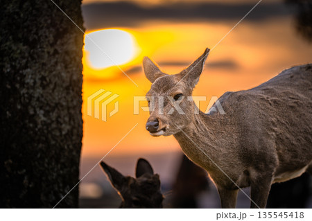 【秋】奈良公園　若草山の鹿【夕景】 135545418