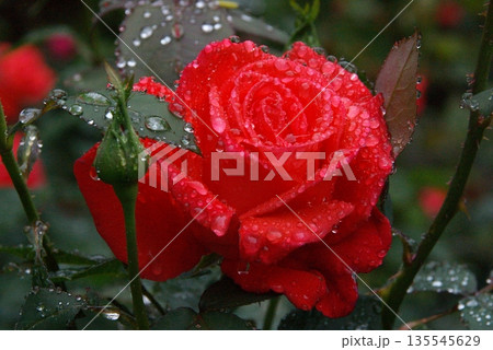 水滴の反射が綺麗な赤い薔薇の花 1 135545629