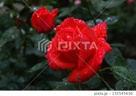 水滴の反射が綺麗な赤い薔薇の花 2 水滴の反射が綺麗な赤い薔薇の花 2 135545630