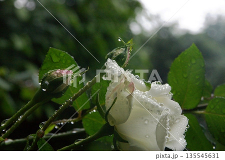 水滴のついた白い薔薇の花 135545631
