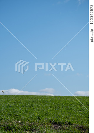 春の緑のムギ畑と青空 135545672