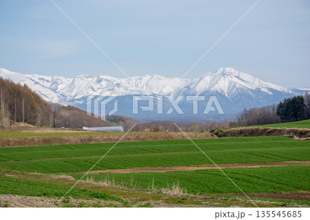 春の緑のムギ畑と雪山　十勝岳連峰 135545685