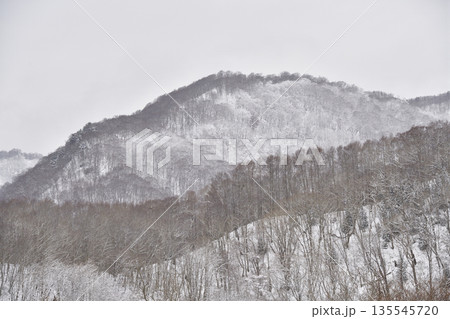 冬の北海道厚沢部町で雪をかぶった山林の風景を撮影 冬の北海道厚沢部町で雪をかぶった山林の風景を撮影 135545720