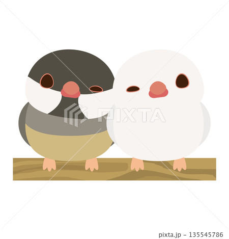 文鳥 ペア 文鳥 ペア 135545786