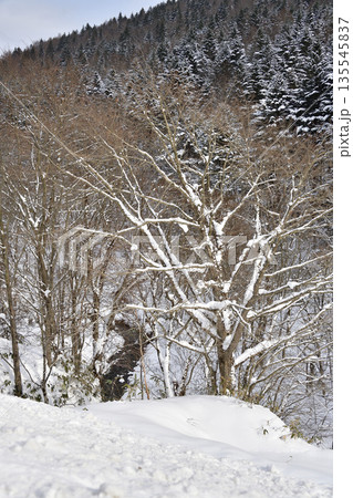 冬の北海道厚沢部町で雪をかぶった木立の風景を撮影 135545837