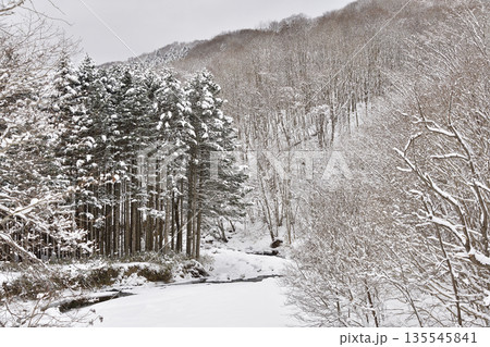 冬の北海道厚沢部町で雪をかぶった木立の風景を撮影 冬の北海道厚沢部町で雪をかぶった木立の風景を撮影 135545841