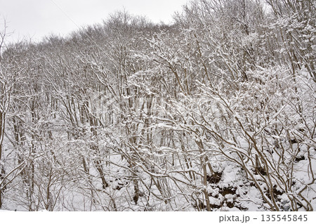 冬の北海道厚沢部町で雪をかぶった木立の風景を撮影 冬の北海道厚沢部町で雪をかぶった木立の風景を撮影 135545845