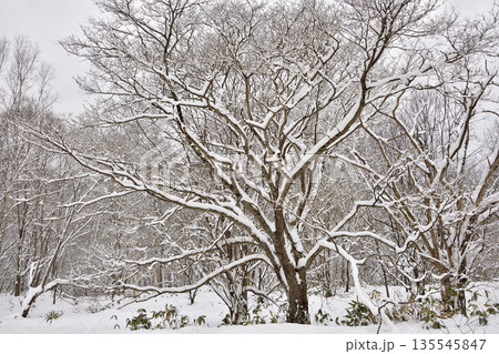 冬の北海道厚沢部町で雪をかぶった木立の風景を撮影 135545847
