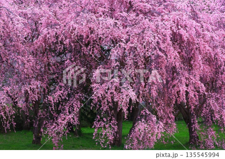 夕日に染まる桜 135545994