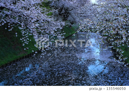 桜の花びらが敷き詰められた道 135546050