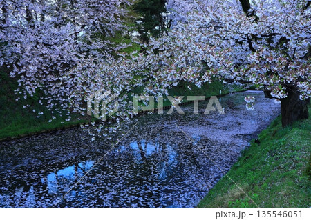 桜の花びらが敷き詰められた道 桜の花びらが敷き詰められた道 135546051