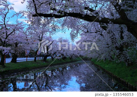 桜の花びらが敷き詰められた道 桜の花びらが敷き詰められた道 135546053