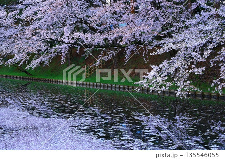 桜の花びらが敷き詰められた道 桜の花びらが敷き詰められた道 135546055