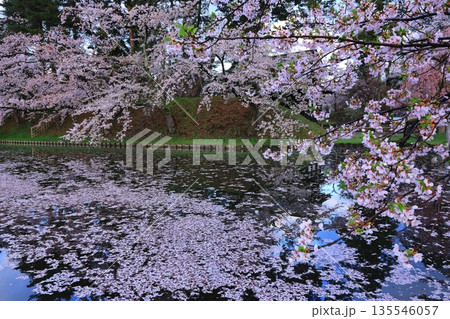 桜の花びらが敷き詰められた道 桜の花びらが敷き詰められた道 135546057