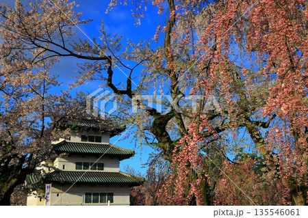 桜の花びらが敷き詰められた道 桜の花びらが敷き詰められた道 135546061