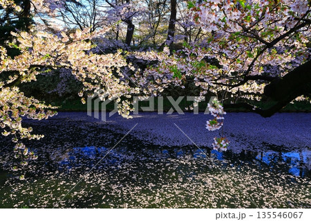 桜の花びらが敷き詰められた道 桜の花びらが敷き詰められた道 135546067