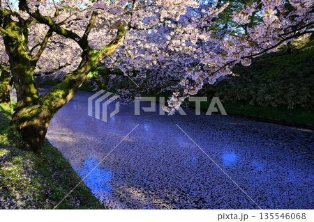 桜の花びらが敷き詰められた道 桜の花びらが敷き詰められた道 135546068