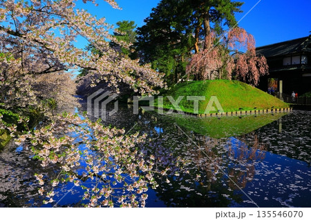 桜の花びらが敷き詰められた道 135546070