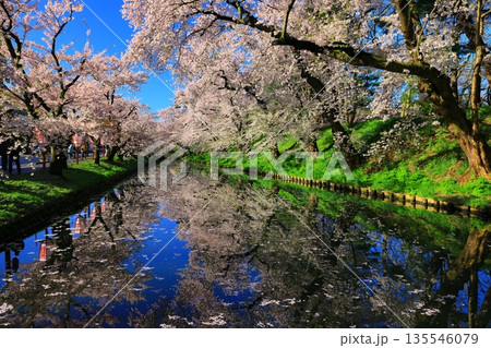 桜の花びらが敷き詰められた道 135546079