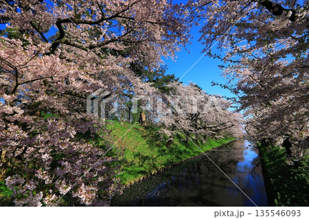 桜の花びらが敷き詰められた道 桜の花びらが敷き詰められた道 135546093